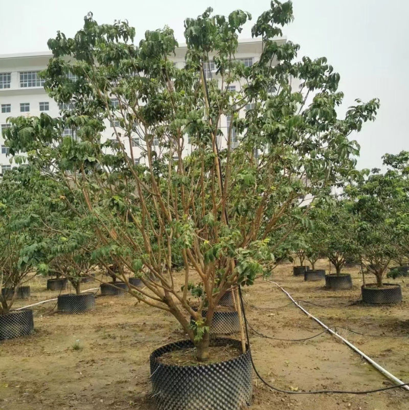 大量出售3米高的黄皮有须要的联系我价格优惠