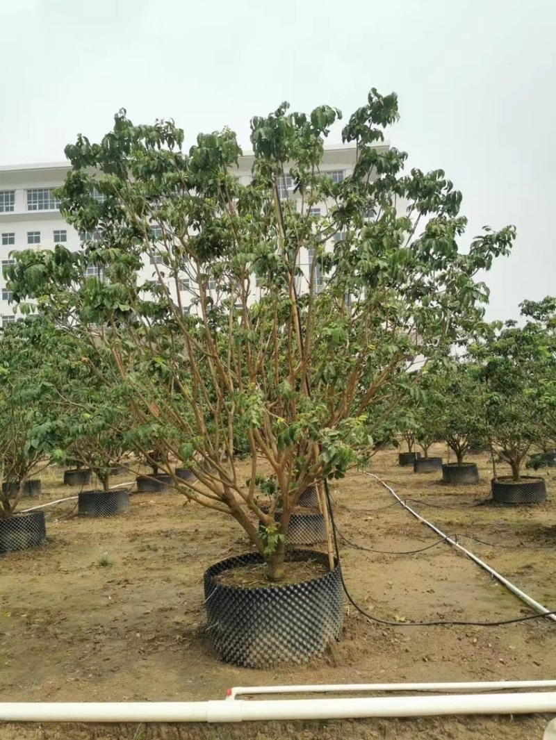 大量出售3米高的黄皮有须要的联系我价格优惠