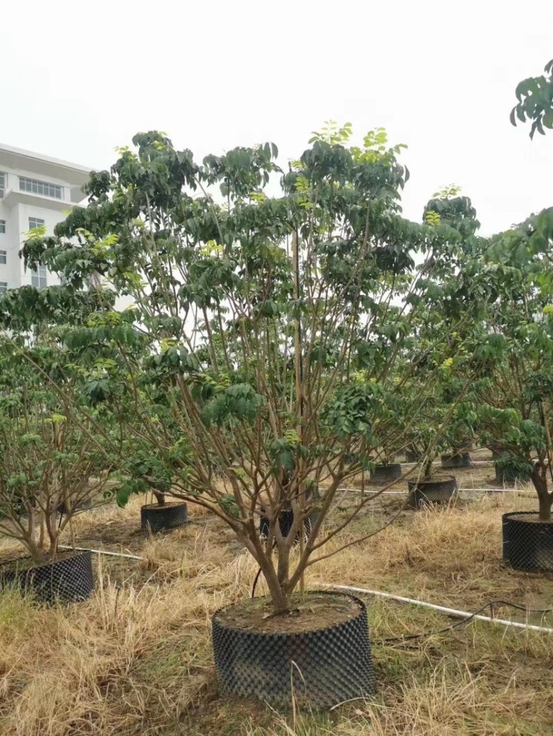 大量出售3米高的黄皮有须要的联系我价格优惠