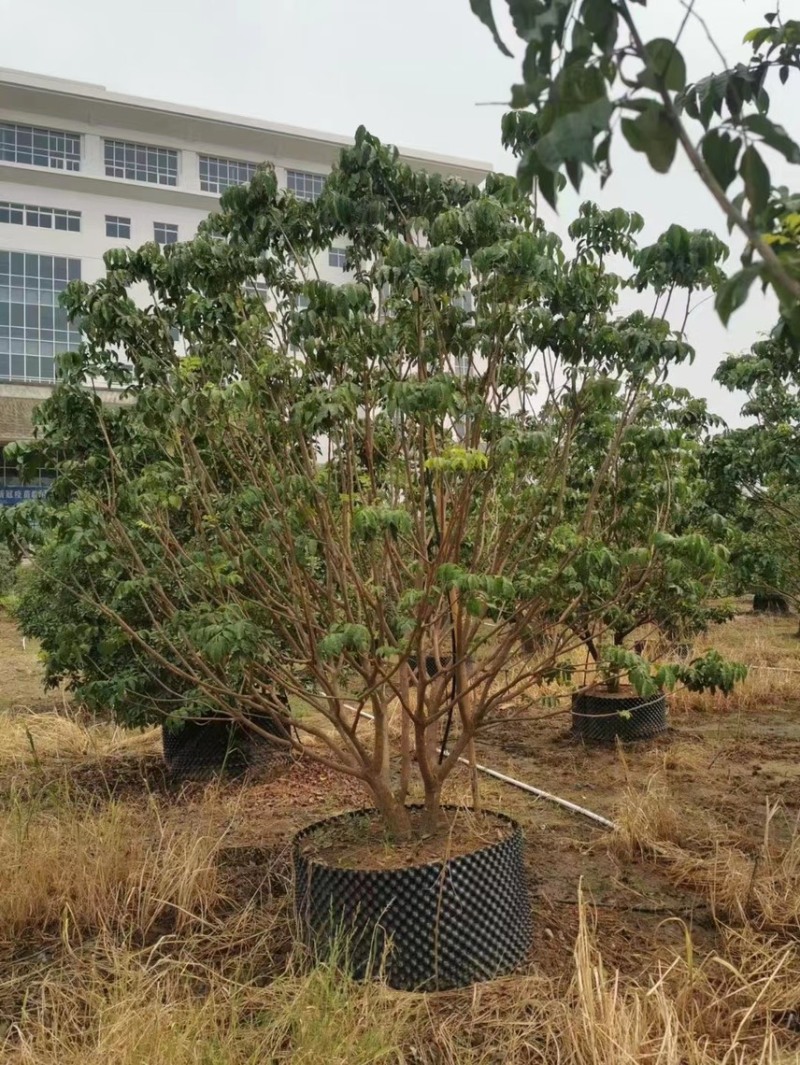 大量出售3米高的黄皮有须要的联系我价格优惠
