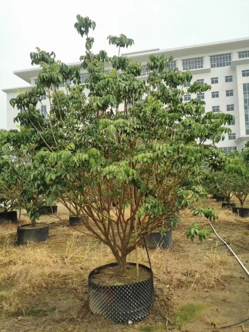 大量出售3米高的黄皮有须要的联系我价格优惠