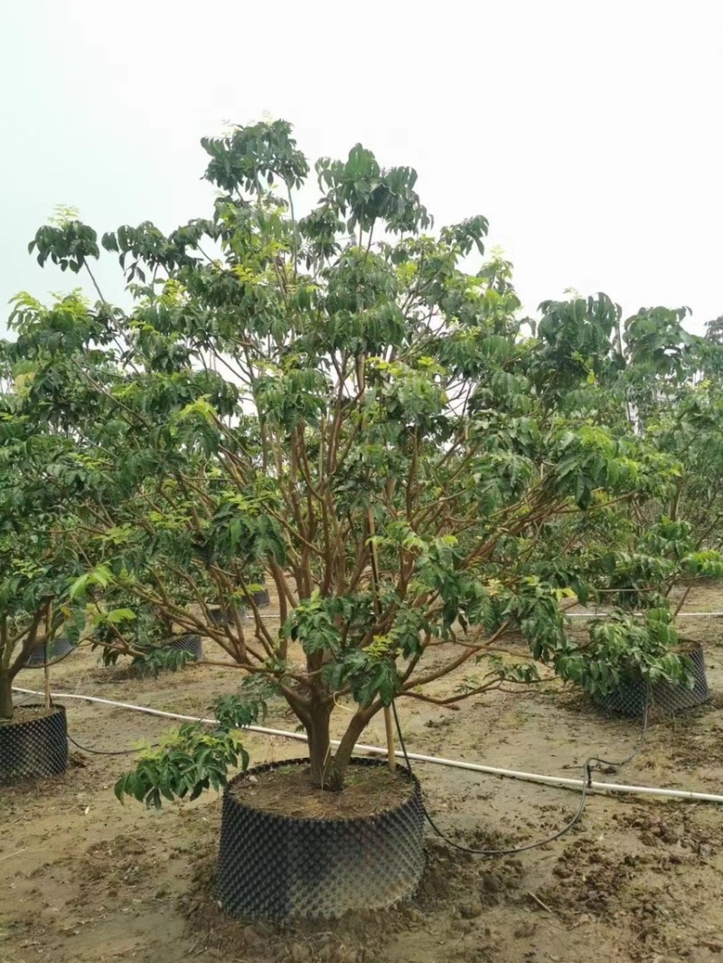 大量出售3米高的黄皮有须要的联系我价格优惠