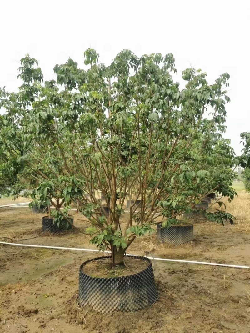 大量出售3米高的黄皮有须要的联系我价格优惠
