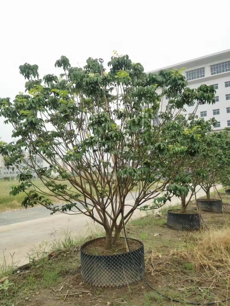 大量出售3米高的黄皮有须要的联系我价格优惠