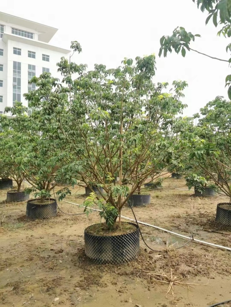 大量出售3米高的黄皮有须要的联系我价格优惠