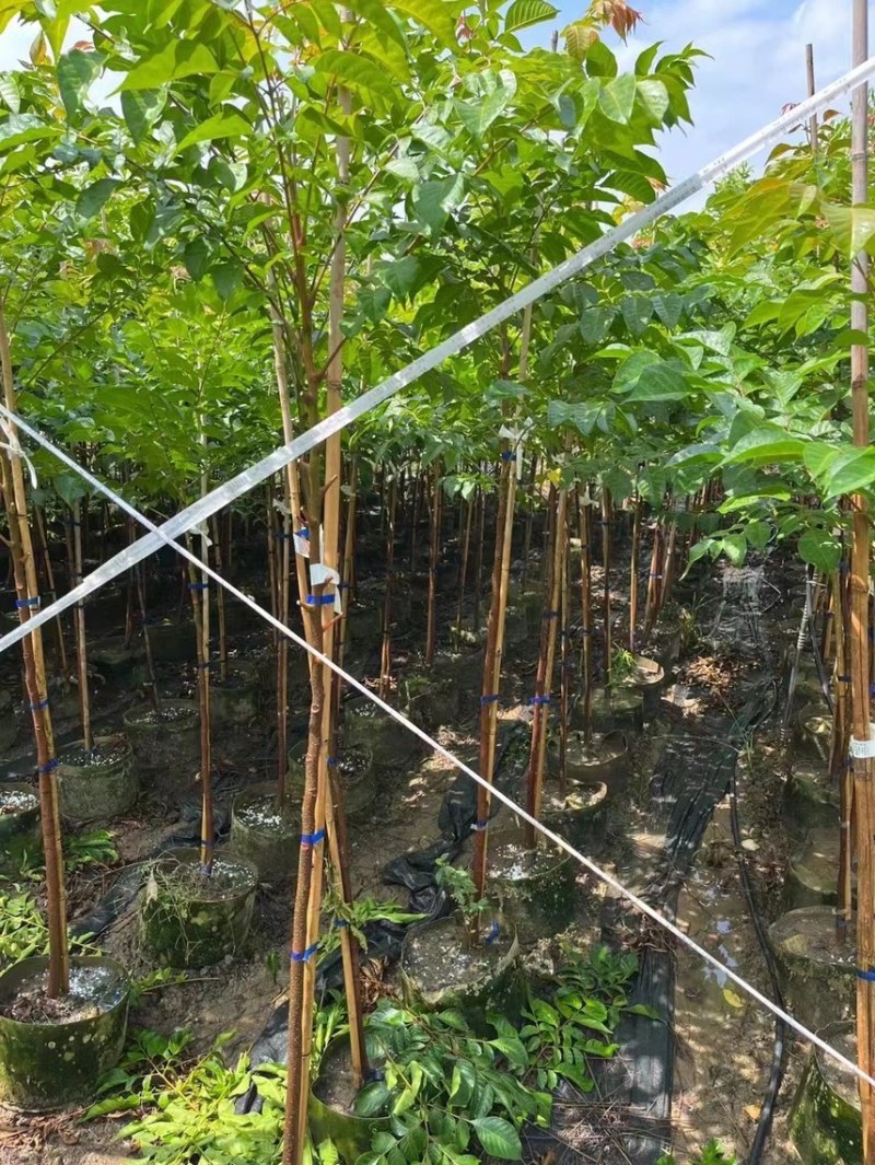 大量出售2至5分的麻楝小苗有须要的联系我