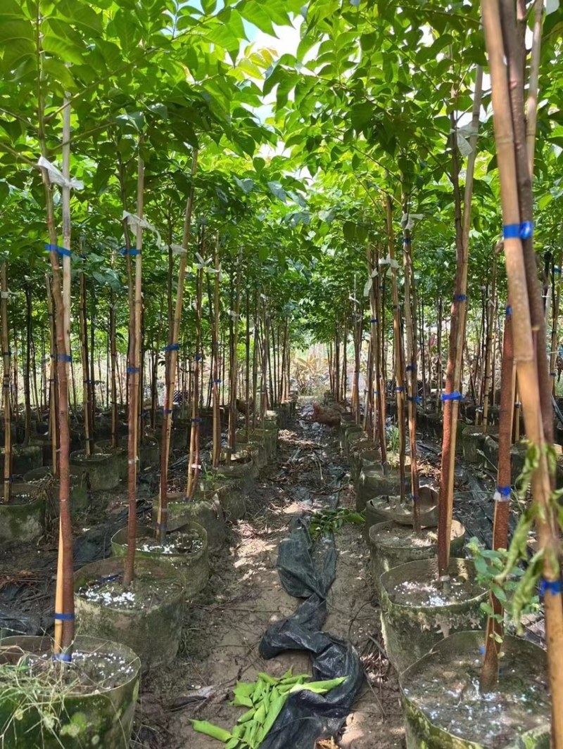 大量出售2至5分的麻楝小苗有须要的联系我