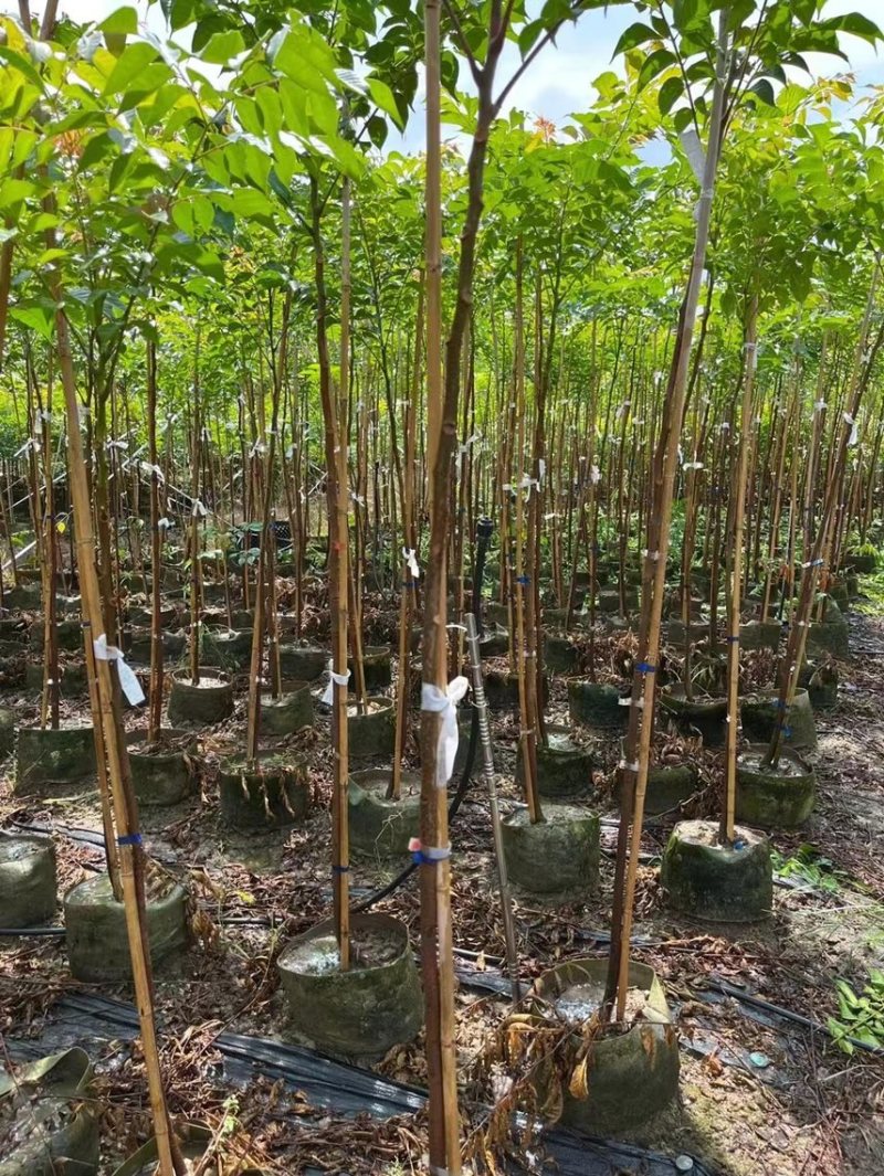 大量出售2至5分的麻楝小苗有须要的联系我