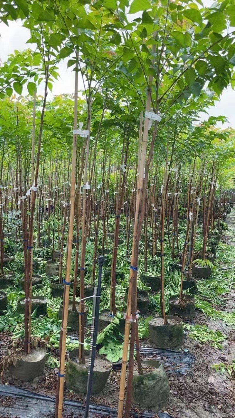 大量出售2至5分的麻楝小苗有须要的联系我