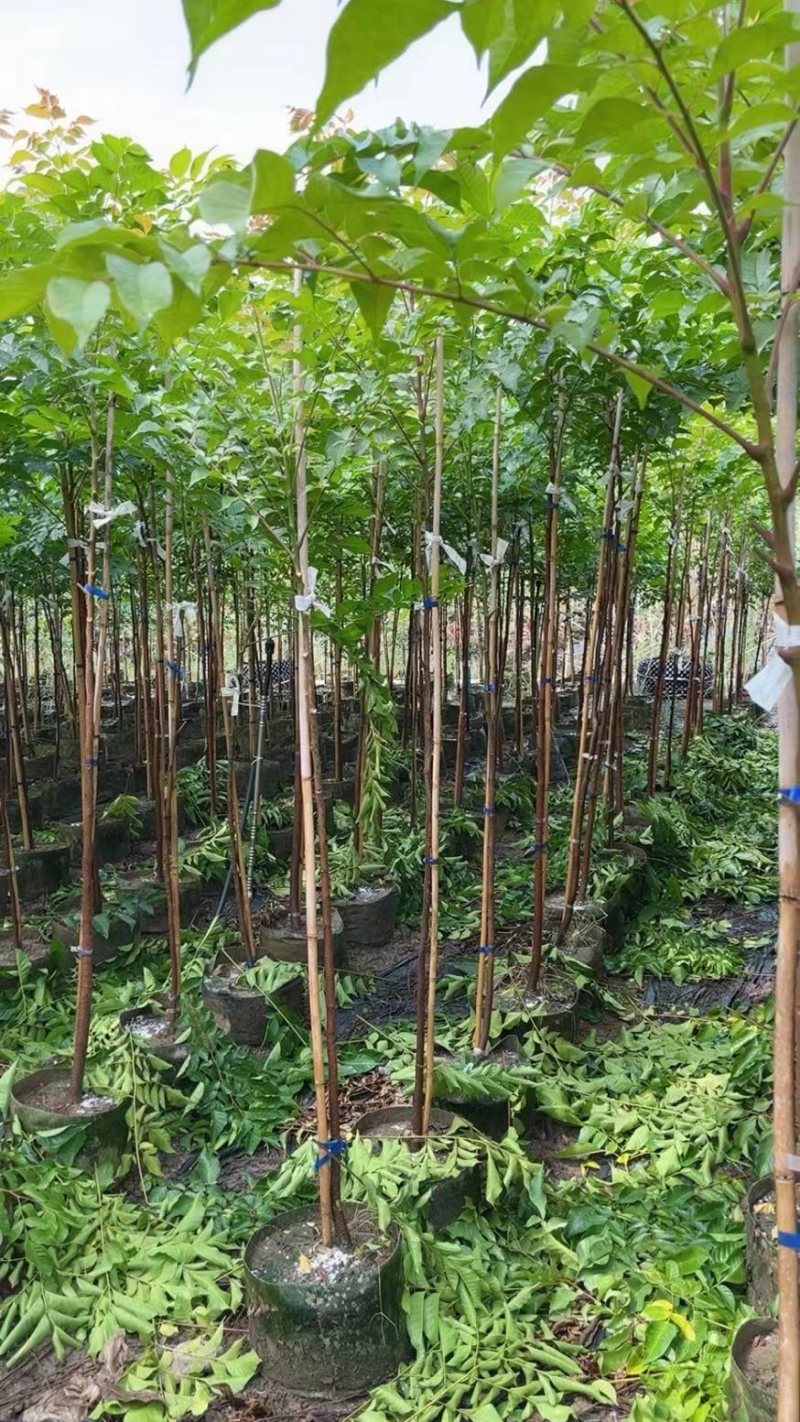 大量出售2至5分的麻楝小苗有须要的联系我