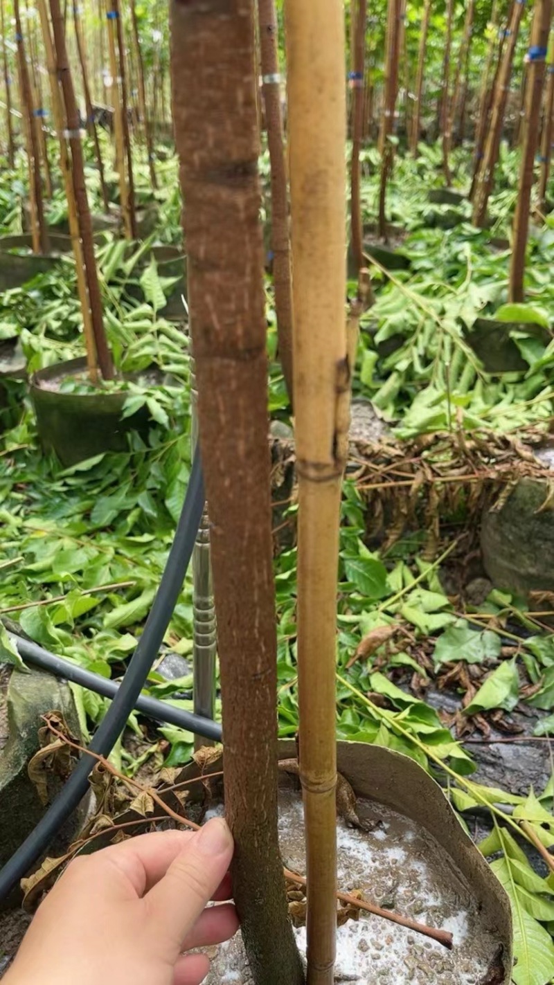 大量出售2至5分的麻楝小苗有须要的联系我