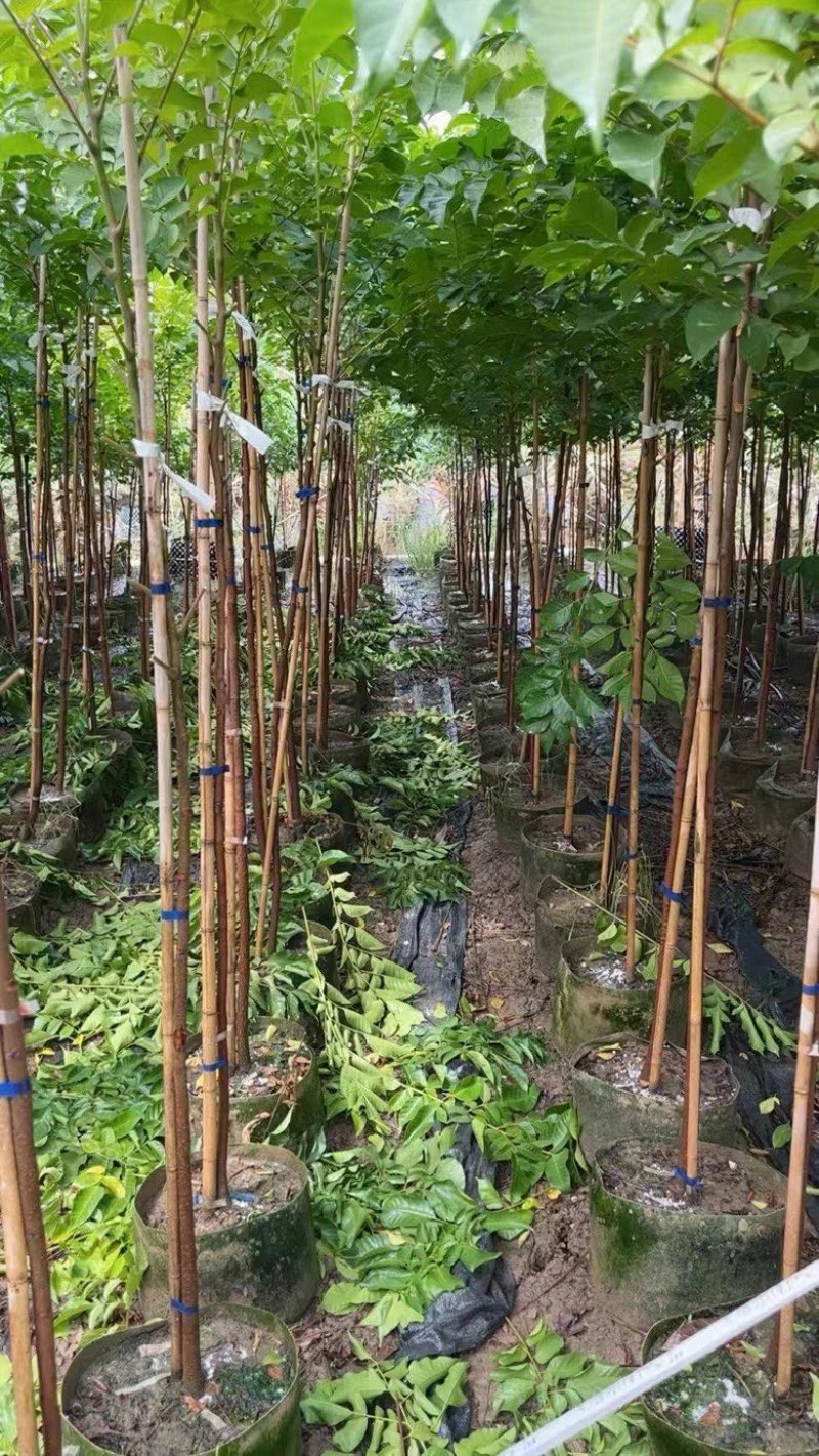 大量出售2至5分的麻楝小苗有须要的联系我