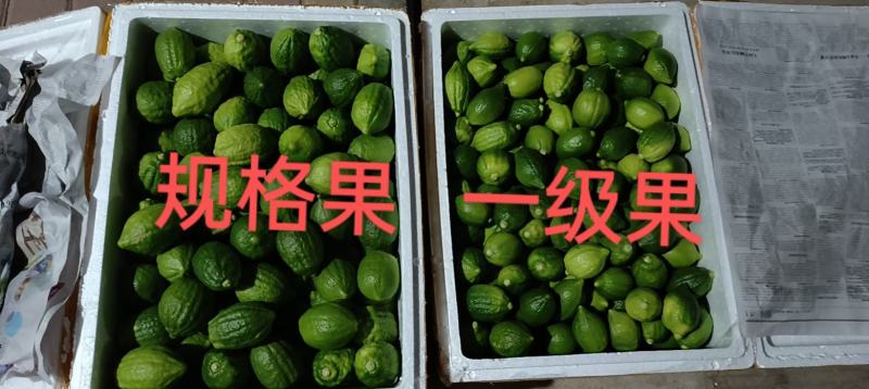 广东无籽香水柠檬