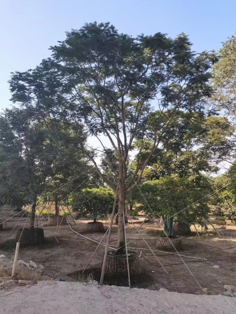 大量出售15至40的全冠凤凰木有须要的老板联系我
