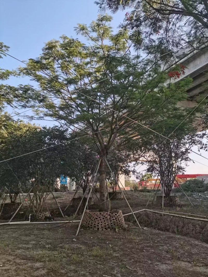 大量出售15至40的全冠凤凰木有须要的老板联系我