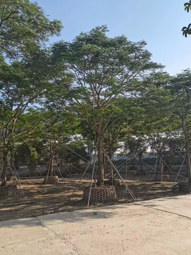 大量出售15至40的全冠凤凰木有须要的老板联系我