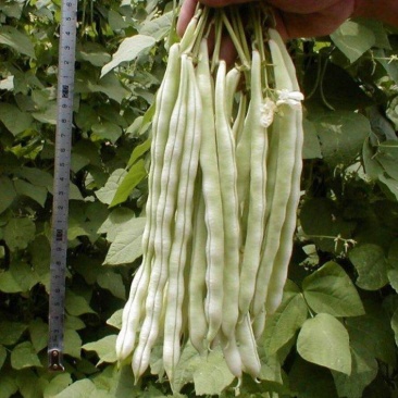龙盛红花白荚架豆种子早熟四季豆种籽芸豆种子农家菜园春秋种
