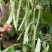 龙盛红花白荚架豆种子早熟四季豆种籽芸豆种子农家菜园春秋种
