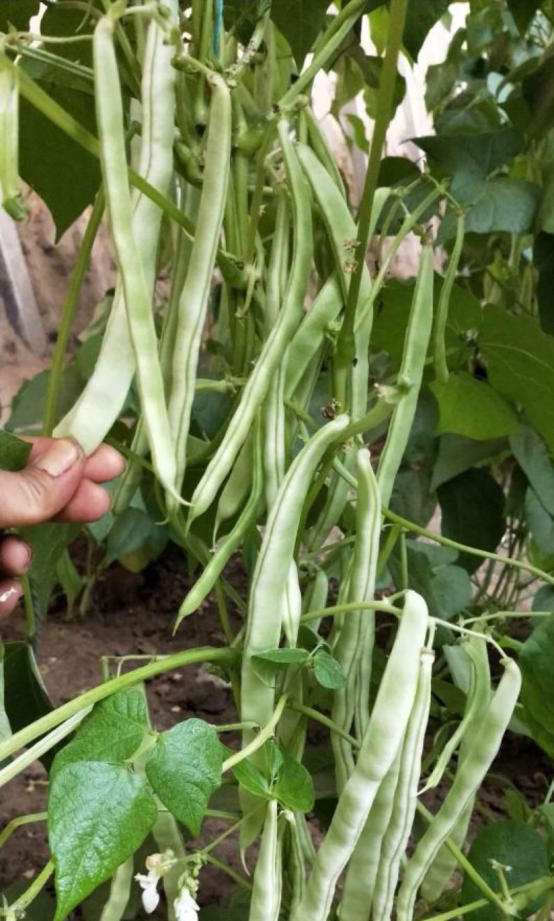 龙盛红花白荚架豆种子早熟四季豆种籽芸豆种子农家菜园春秋种