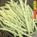 龙盛红花白荚架豆种子早熟四季豆种籽芸豆种子农家菜园春秋种
