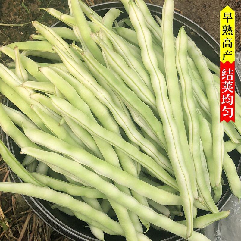 龙盛红花白荚架豆种子早熟四季豆种籽芸豆种子农家菜园春秋种
