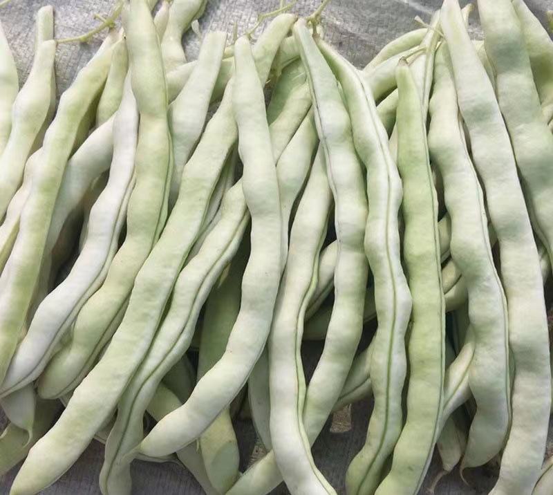 龙盛红花白荚架豆种子早熟四季豆种籽芸豆种子农家菜园春秋种