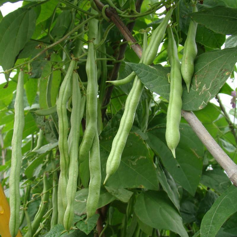 金盛达81-6地豆种子梅豆角种子压塌架豆种籽大田基地用种