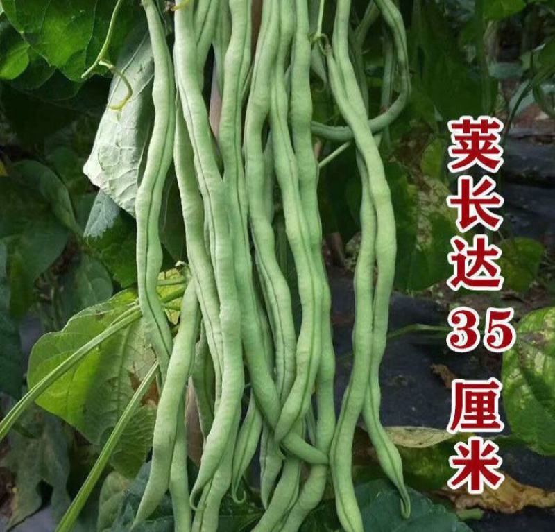 金盛达81-6地豆种子梅豆角种子压塌架豆种籽大田基地用种