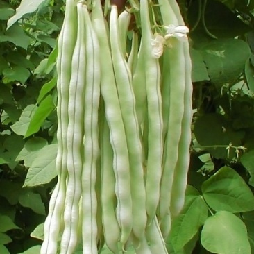 红花白荚四季豆种子籽梅豆角肉厚质嫩春秋四季田园大棚易种植