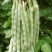 红花白荚四季豆种子籽梅豆角肉厚质嫩春秋四季田园大棚易种植