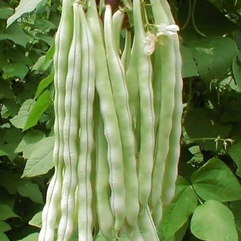 红花白荚四季豆种子籽梅豆角肉厚质嫩春秋四季田园大棚易种植