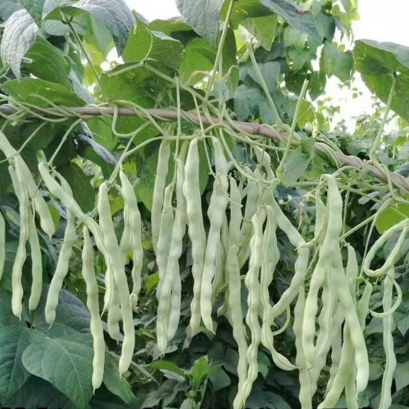 红花白荚四季豆种子籽梅豆角肉厚质嫩春秋四季田园大棚易种植