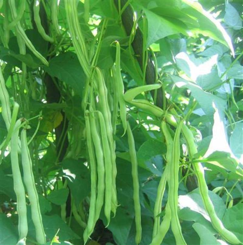 红花白荚四季豆种子籽梅豆角肉厚质嫩春秋四季田园大棚易种植
