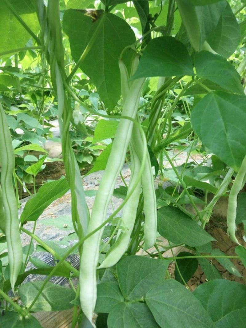 红花白荚四季豆种子籽梅豆角肉厚质嫩春秋四季田园大棚易种植