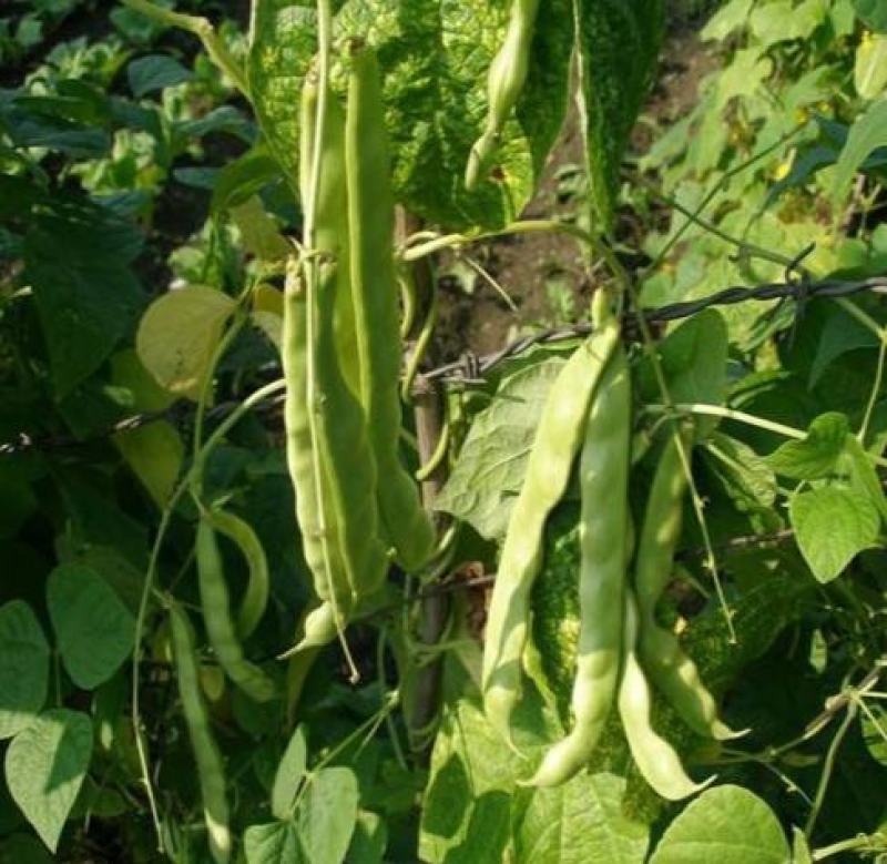 红花白荚四季豆种子籽梅豆角肉厚质嫩春秋四季田园大棚易种植