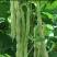 红花白荚四季豆种子籽梅豆角肉厚质嫩春秋四季田园大棚易种植