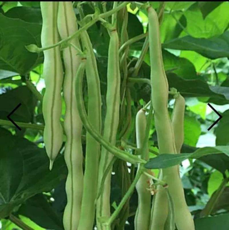红花白荚四季豆种子籽梅豆角肉厚质嫩春秋四季田园大棚易种植