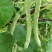 红花白荚四季豆种子籽梅豆角肉厚质嫩春秋四季田园大棚易种植