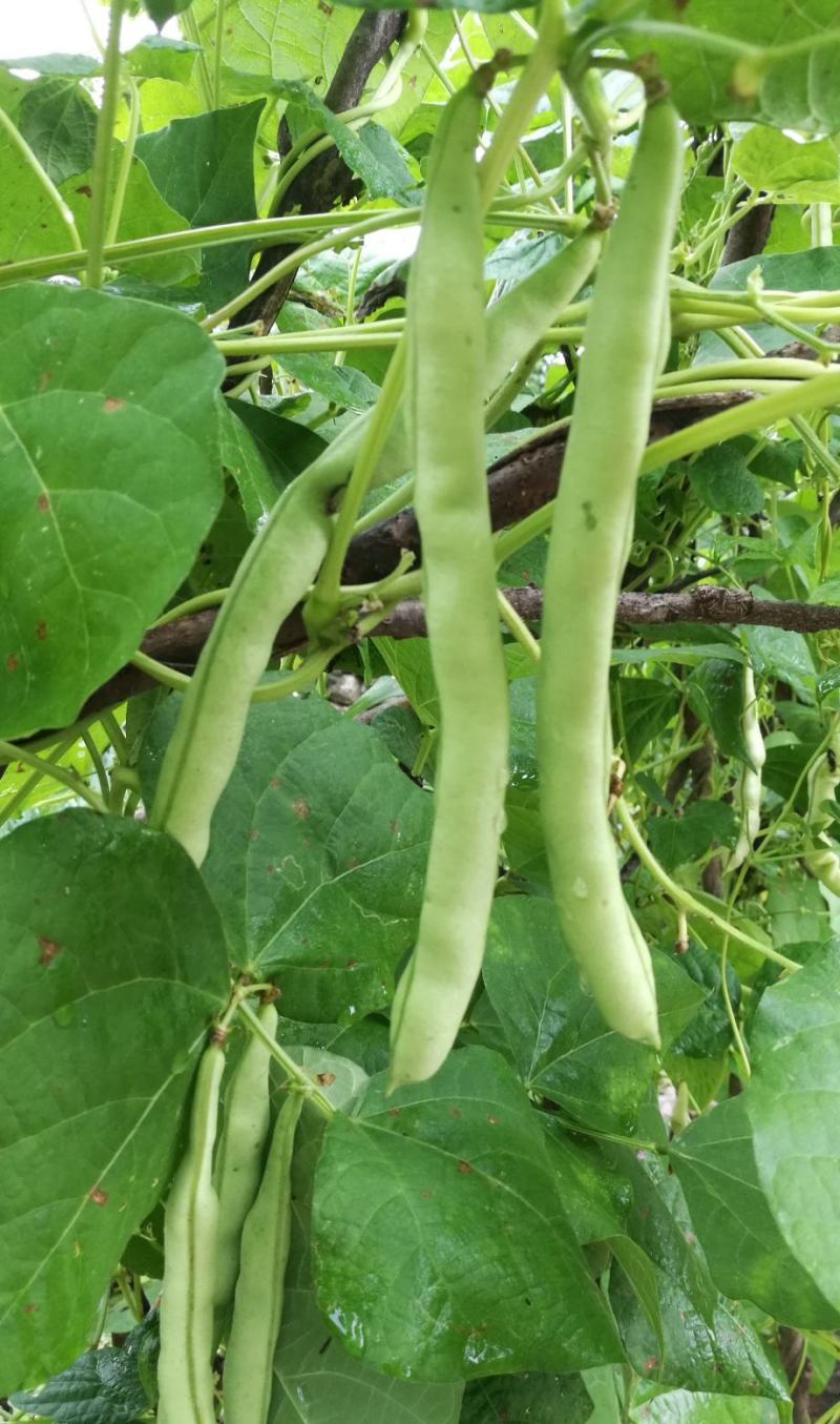 红花白荚四季豆种子籽梅豆角肉厚质嫩春秋四季田园大棚易种植