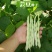 红花白荚四季豆种子籽梅豆角肉厚质嫩春秋四季田园大棚易种植