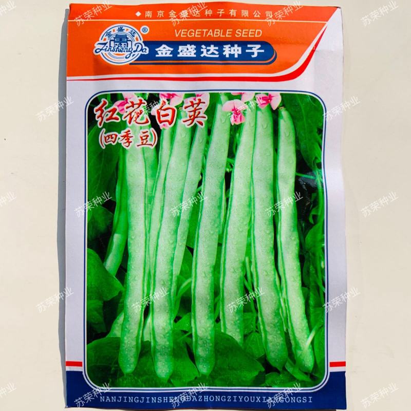 红花白荚四季豆种子籽梅豆角肉厚质嫩春秋四季田园大棚易种植