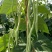 锦绣红花小金豆种子豆角芸豆种籽四季豆扁豆春季秋季蔬菜孑