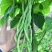 锦绣红花小金豆种子豆角芸豆种籽四季豆扁豆春季秋季蔬菜孑