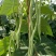 锦绣红花小金豆种子豆角芸豆种籽四季豆扁豆春季秋季蔬菜孑
