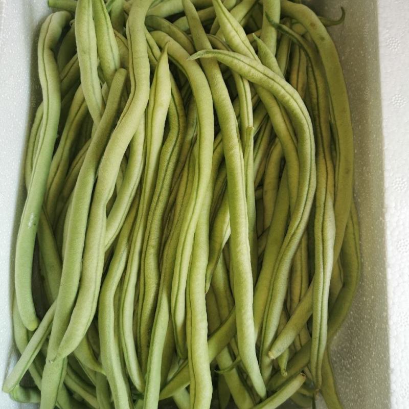 锦绣红花小金豆种子豆角芸豆种籽四季豆扁豆春季秋季蔬菜孑