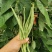 锦绣红花小金豆种子豆角芸豆种籽四季豆扁豆春季秋季蔬菜孑