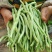 锦绣红花小金豆种子豆角芸豆种籽四季豆扁豆春季秋季蔬菜孑