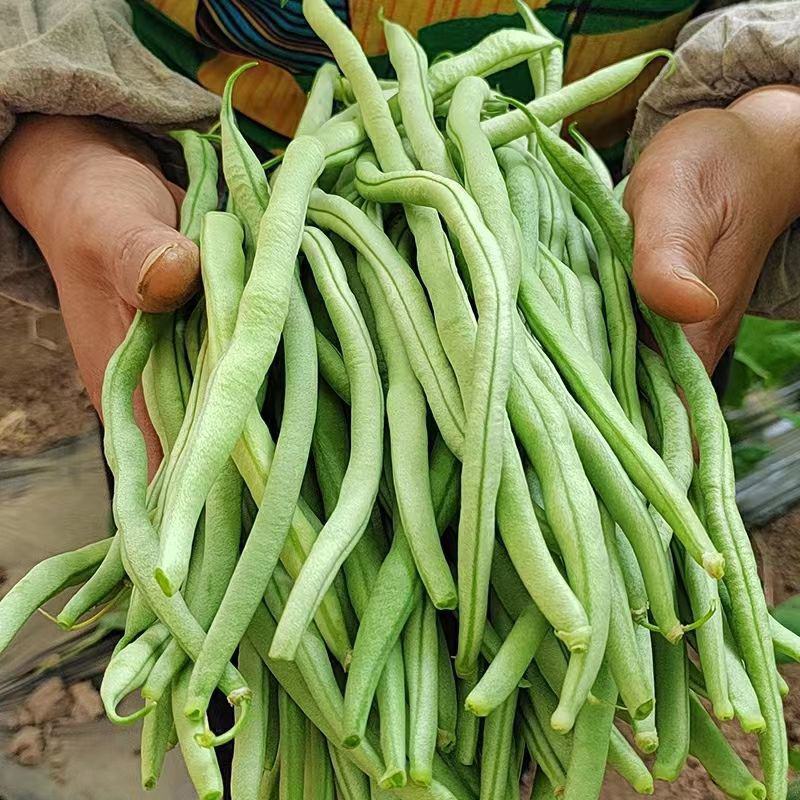 锦绣红花小金豆种子豆角芸豆种籽四季豆扁豆春季秋季蔬菜孑