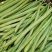 锦绣红花小金豆种子豆角芸豆种籽四季豆扁豆春季秋季蔬菜孑
