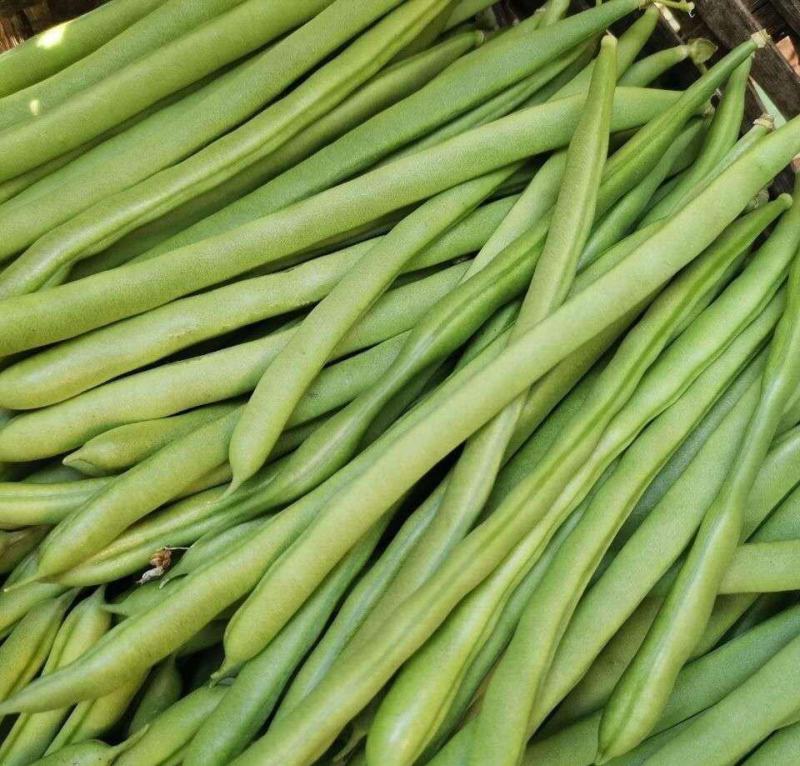 锦绣红花小金豆种子豆角芸豆种籽四季豆扁豆春季秋季蔬菜孑